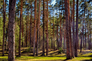 Obraz premium A clearing in a pine forest illuminated by the sun