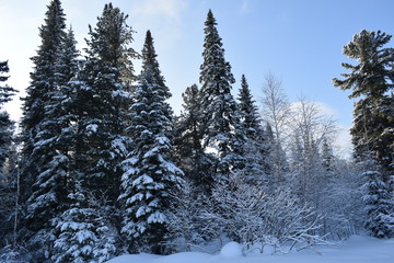 snow covered pine trees