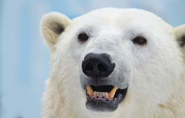 polar bear