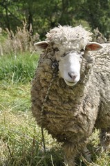 ovejas, lana, animal, campo, boyaca