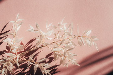 Fresh white branch blossoms on pink background with shadow