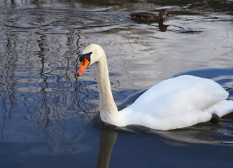 Fototapeta premium white swan swimming at river looking at camera