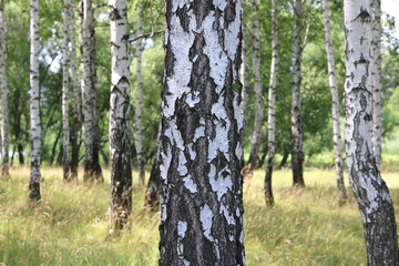 Birch trees with black and white birch bark as natural birch background in birch grove in summer
