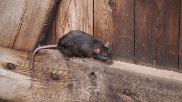 Eine braune Wanderratte, Rattus norvegicus, klettert in einer Holzwand, mehrere Einstellungen