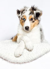 australian shepherd puppy lies on a white fluffy carpet