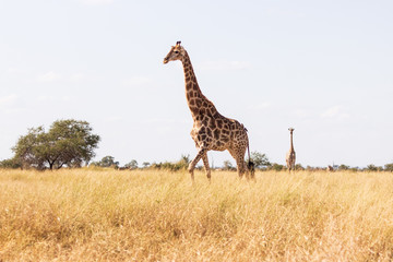 giraffe in the savannah
