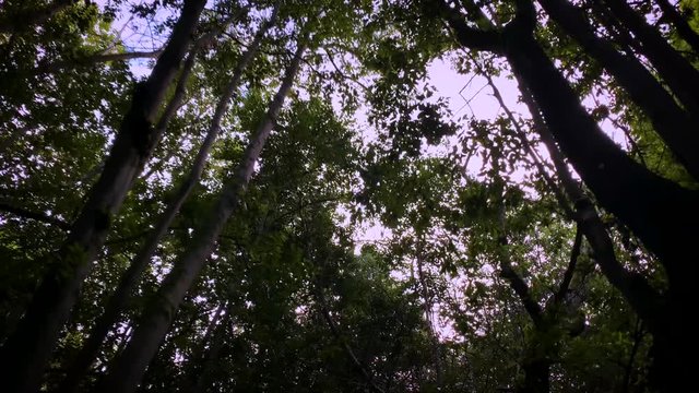 4k Aventura al aire libre Caminos ins&oacute;litos 2 Bosques Gran Canaria