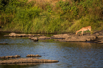 Impala drinking water
