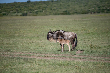 Naklejka na ściany i meble Mother Wildebeest and her calf in the Masai Mara