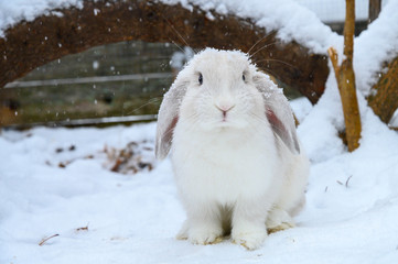 White holland lop rabbit is standing on snow ground during winter