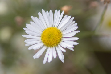 daisy flower close up
