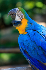Blue & Yellow Macaw