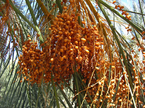 Egypte, Oasis de Siwa palmier dattier 