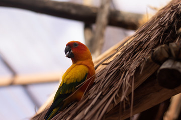 tropical bird close up