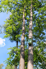 Fototapeta premium Tall trees with birdhouse on trunk at summertime