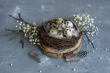 Easter. Farm quail eggs in a nest and feathers with twigs on a concrete background. Top view, soft focus 
