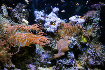 Beautiful underwater life in the aquarium
