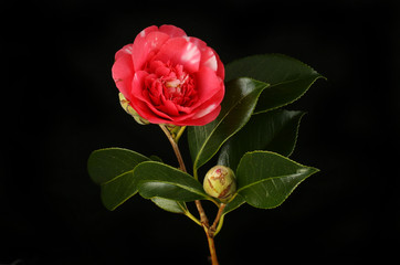 Red camellia against black