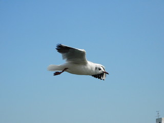空を飛ぶユリカモメ