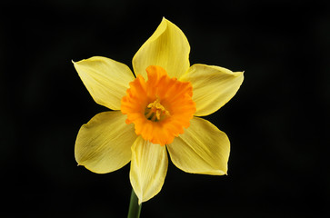 Daffodil against black