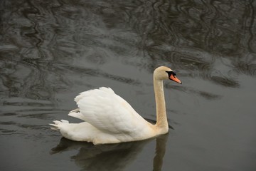 Cygne