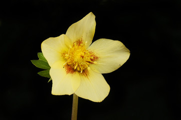 Cream hellebore against black