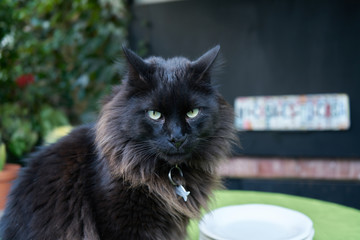 Gato negro peludo