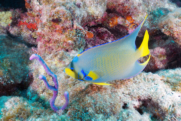 tropical fish Atlantic 