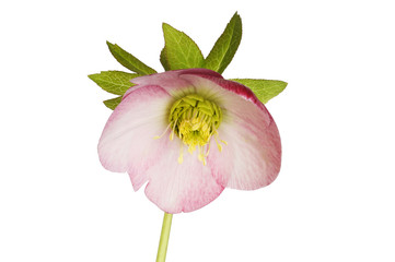 Pink hellebore flower