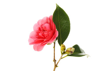 Obraz premium Camellia flower buds and foliage