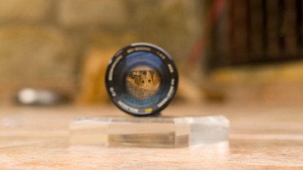 Golden Retriever reflection on a Camera Lens.