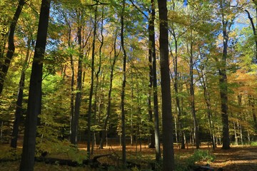 Wilderness of dense trees 