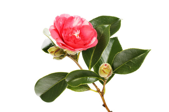 Camellia flower and foliage