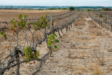 Poor harvest vineyards