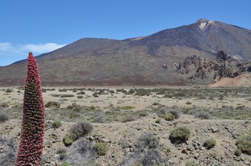 Pico de Teide mit roter Tajinaste Pflanze