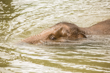 baby elephant is palying in mud red pond