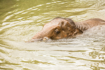 Fototapeta premium baby elephant is palying in mud red pond