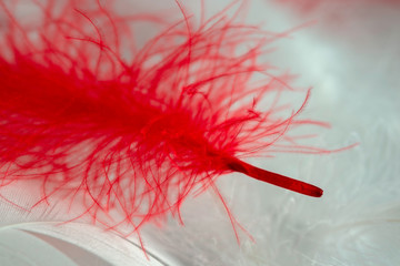  Red feather on white feather