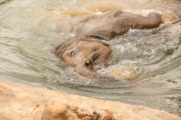 baby elephant is palying in mud red pond
