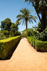 Fototapeta premium Garden with green bushes