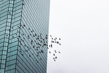 flock of birds flying in the city - Powered by Adobe