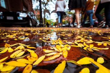 city low- angle leaf pile