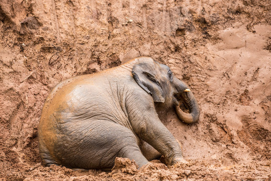 elephant enjoy playing red mud