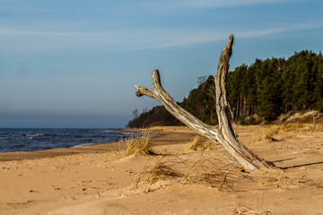 Fototapeta na wymiar Beautiful landscape of the Baltic Sea coast.
