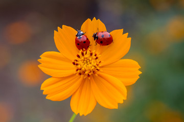 Ladybird on daisy flowers at dawn spring