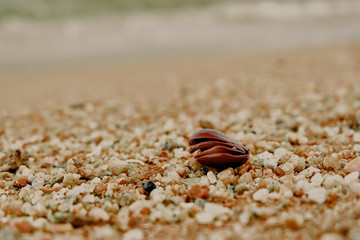 Seed of a plant on the sand