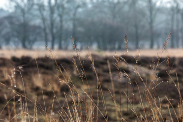 reeds in the fog