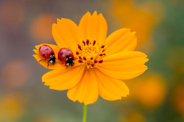 Ladybird on daisy flowers at dawn spring