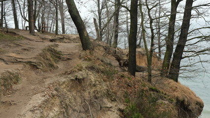 Trees on a sandy slope