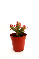 Small cactus in its pot. Green cactus with thick orange spikes. Irregularly with pertuberances and protrusions. On a white background